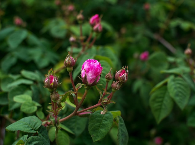 Rosa. Foto piante in giardino su sfondo verde. Focalizzazione morbida