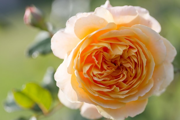 Rosa gialla in fiore in giardino in una giornata di sole