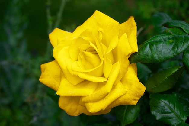 Rosa gialla in fotografia da vicino Foto