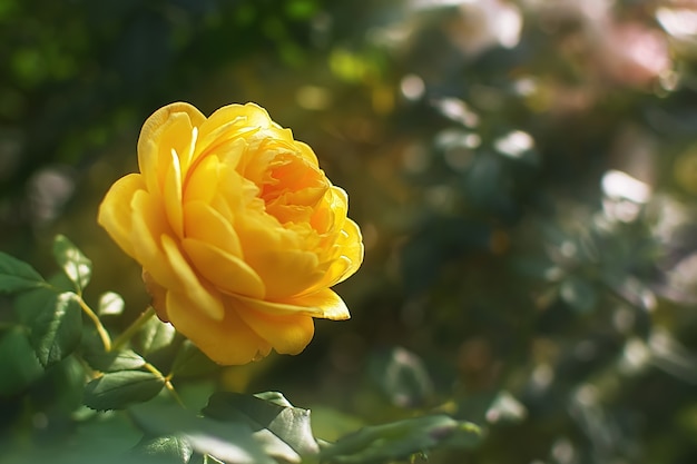 rosa gialla in giardino sotto il sole