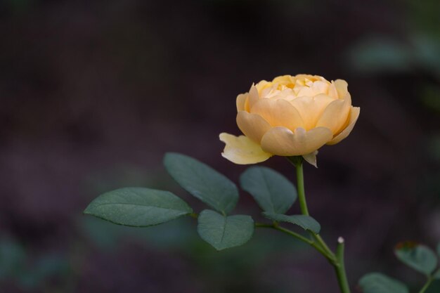 Rosa gialla in giardino su sfondo scuro