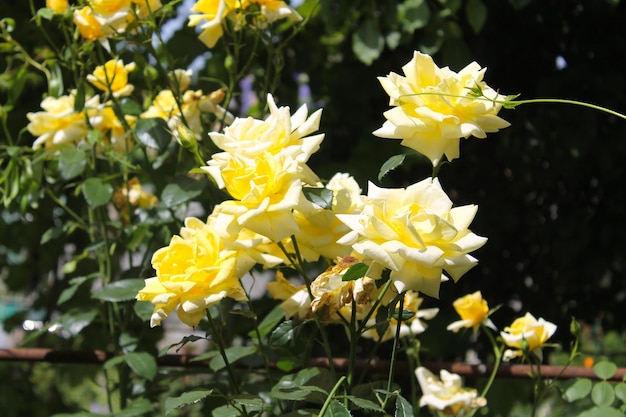 Rosa gialla in giardino