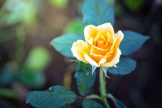 Rosa gialla in giardino