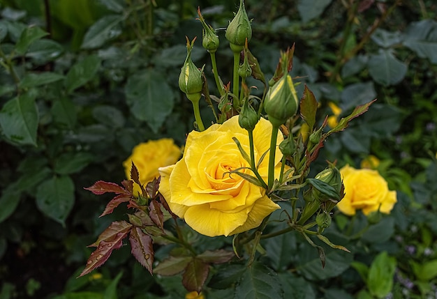 Rosa gialla nel giardino estivo.