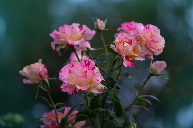 Rosa gialla striata rosa coltivata Rosa gialla bicolore con striature rosa Rosa striata multicolore Rosa rosa policroma con striature bianche