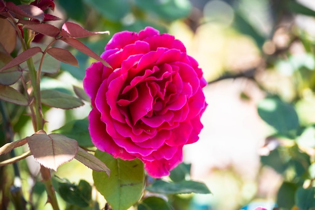 Rosa in fiore su un cespuglio di rose.