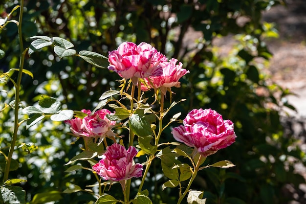 Rosa in fiore su un cespuglio di rose.