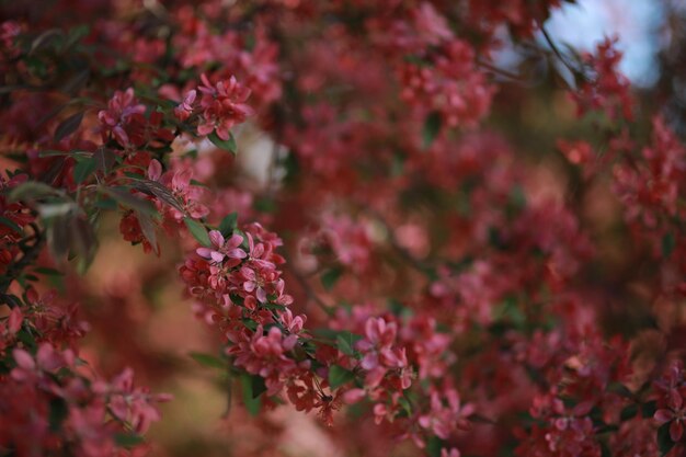 Rosa in fiore sull'albero Foto per una cartolina