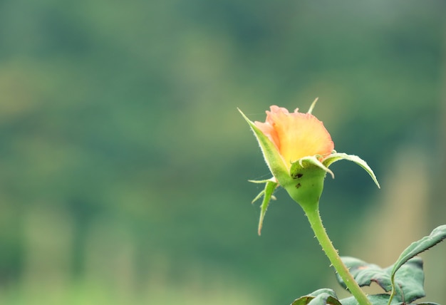 Rosa in giardino