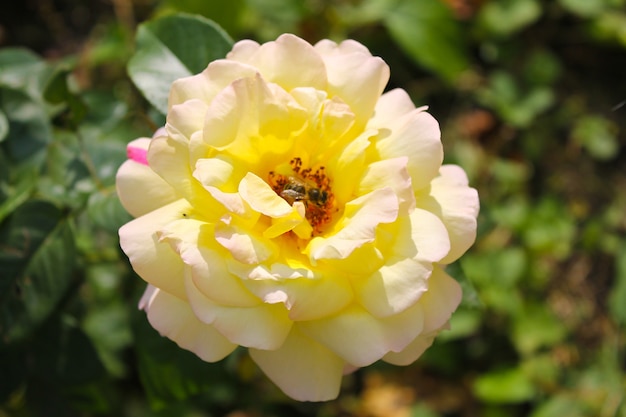 Rosa in giardino