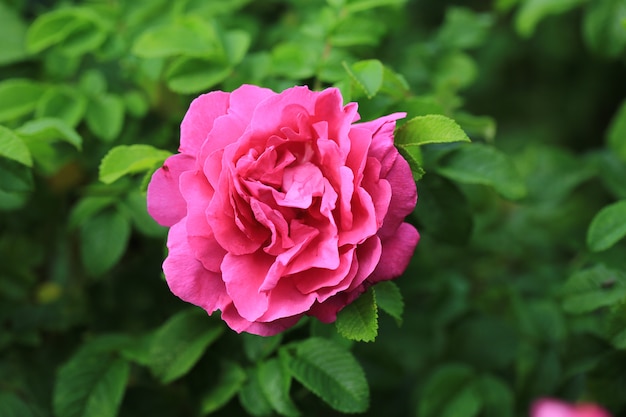 Rosa in giardino