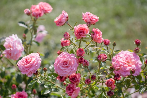 Rosa inglese in fiore nel giardino in una giornata di sole