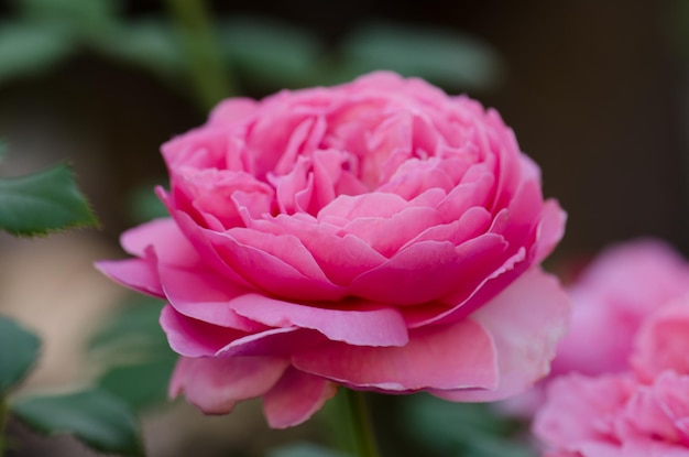 Rosa inglese in giardino Rosa rosa inglese La principessa Alexandra del Kent nel giardino estivo