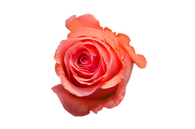 rosa isolata