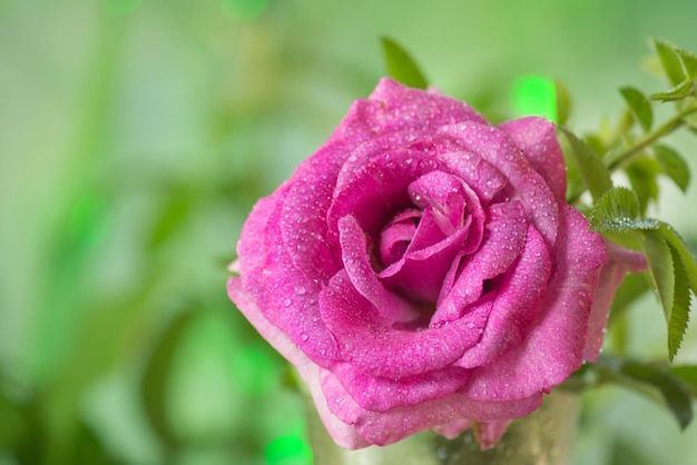 Rosa lavanda in un vaso