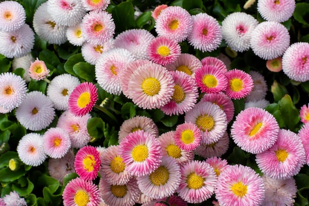 Rosa margherita inglese Bellis perennis Speedstar pianta perenne