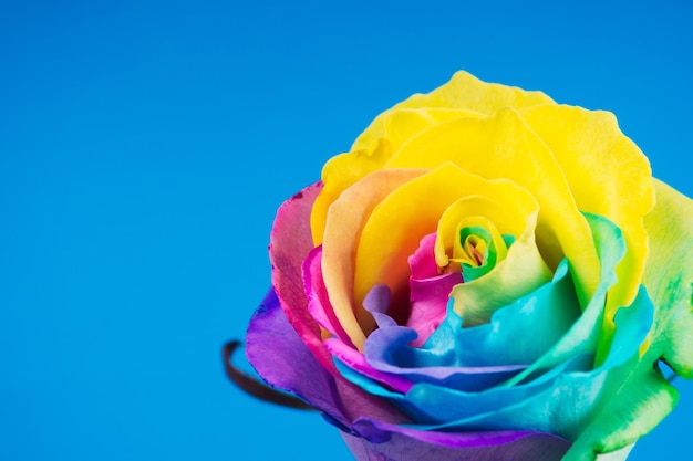Rosa multicolore Incredibile fiore di rosa arcobaleno su sfondo blu