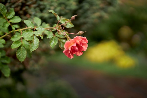 Rosa nel primo piano del giardino. sfondo floreale. Impianti. Botanica
