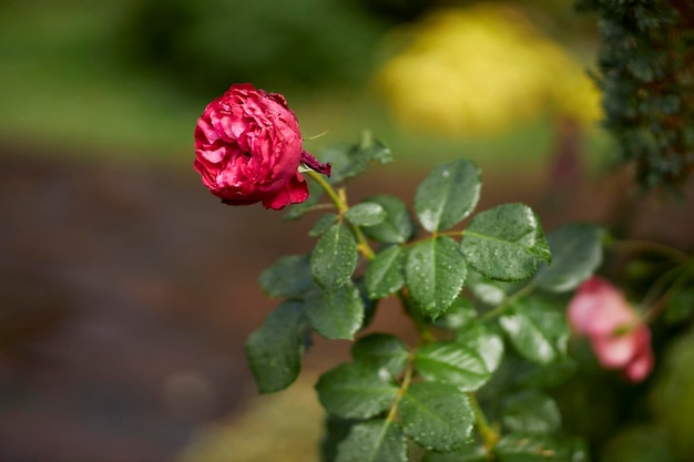 Rosa nel primo piano del giardino. sfondo floreale. Impianti. Botanica