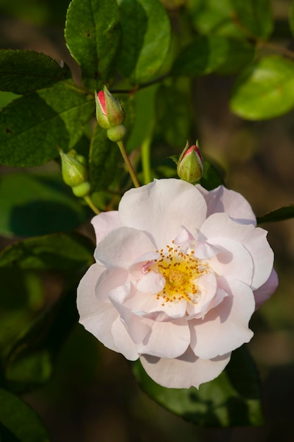 Rosa ornamentale rosa