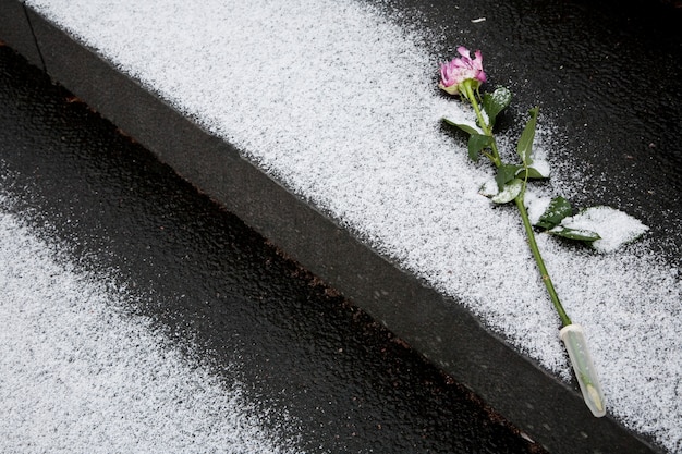 Rosa per memoria al funerale