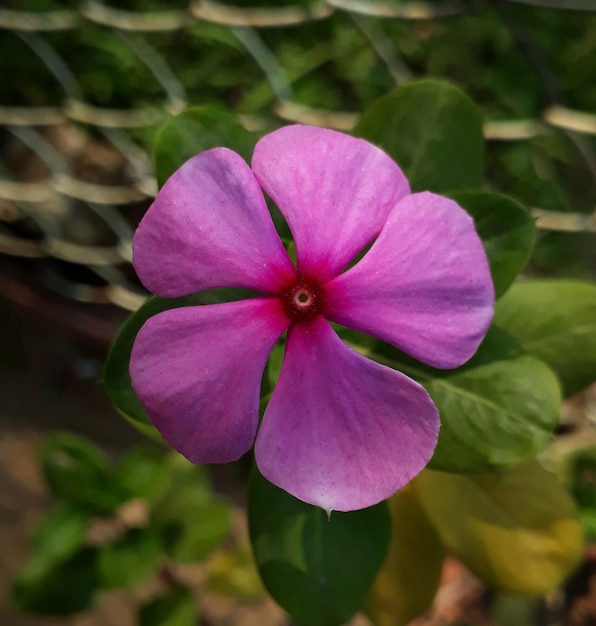 Rosa pervinca del Madagascar, primo piano di un bellissimo fiore di pervinca