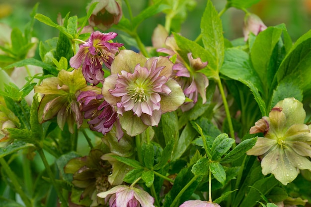 Rosa quaresimale o elleboro doppia Ellen Picotee fiori densamente doppia grande rosa di Natale fiorisce l'elleboro piantare in giardino in semi ombra