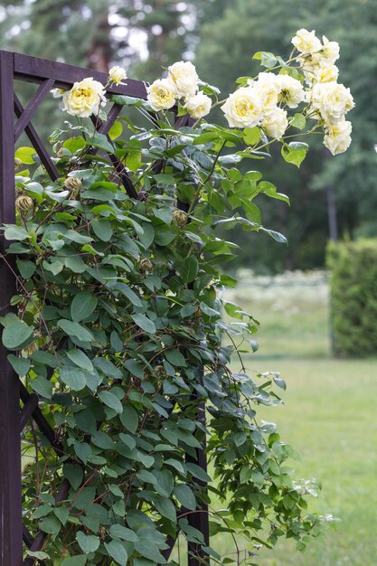 Rosa rampicante bianca nostalgica in fiore su traliccio di legno marrone nel bellissimo giardino estivo