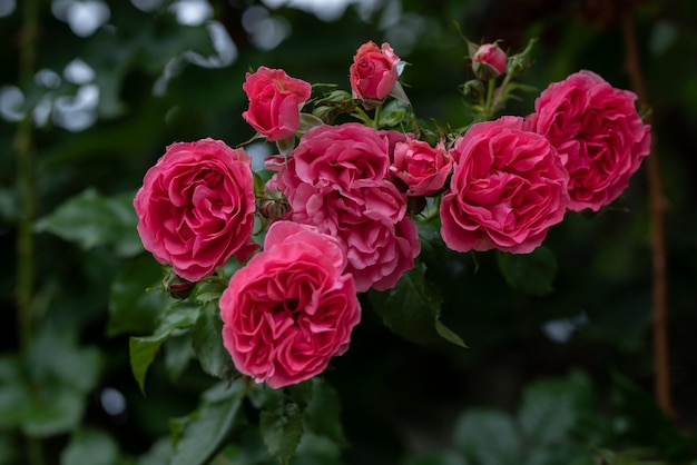 rosa rampicante fiori di cespuglio su rami arcuati