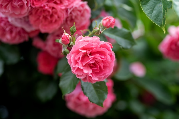 rosa rampicante fiori di cespuglio su rami arcuati