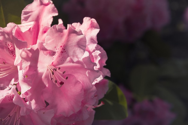 Rosa rododendro Saffo fiore che sboccia in primavera Spazio di copia Messa a fuoco selettiva