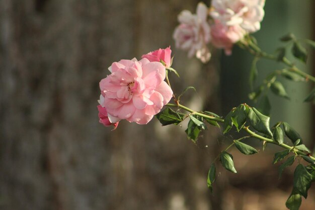 Rosa rosa al centro con poche rose sullo sfondo