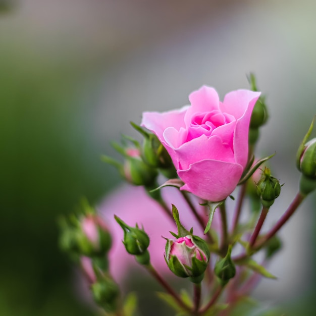 Rosa rosa Bonica con boccioli in giardino Perfetto per lo sfondo di biglietti di auguri