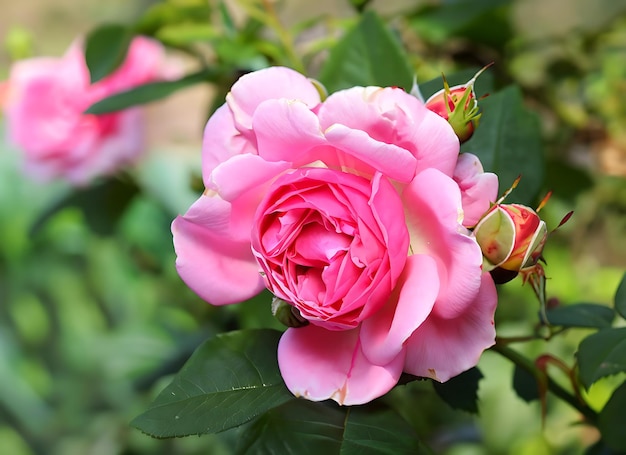 Rosa rosa Bonica con boccioli in giardino Perfetto per lo sfondo di biglietti di auguri