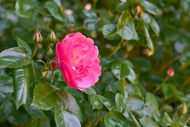 Rosa rosa brillante in miniatura sullo sfondo del fogliame nel giardino estivo