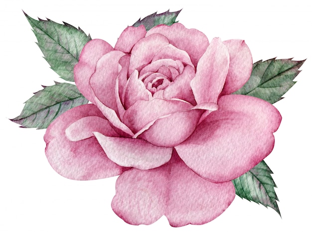 Rosa rosa con foglie verdi. Composizione floreale dell'acquerello colorato. Illustrazione disegnata a mano