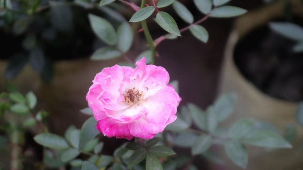 Rosa rosa con foglie verdi