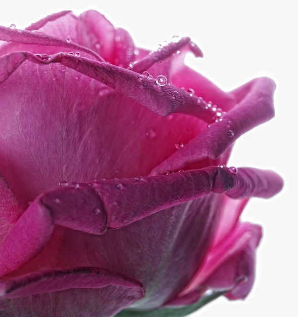 Rosa rosa con gocce d'acqua da vicino