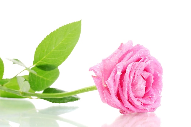 Rosa rosa con gocce isolate su bianco