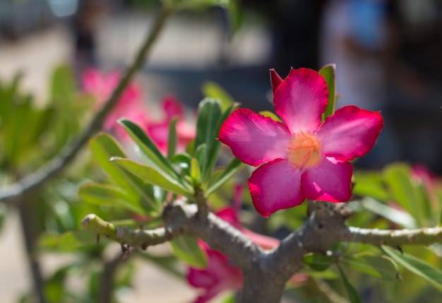 Rosa rosa del deserto o giglio di impala o fiore di azalea falso