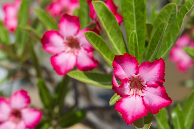 Rosa rosa del deserto o giglio di impala o fiore di azalea falso