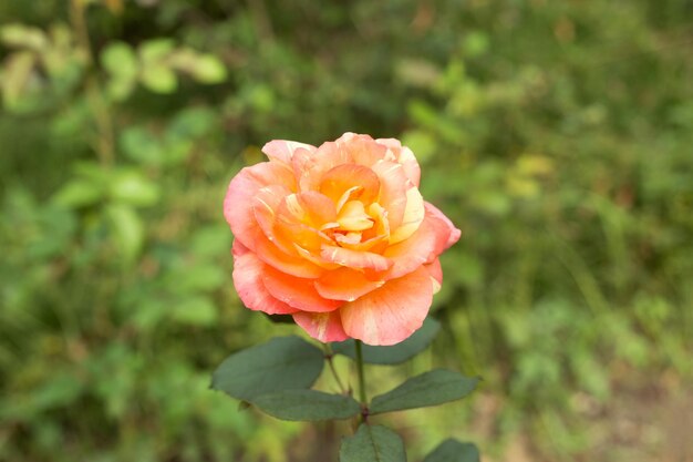 Rosa rosa e gialla su sfocatura sfondo foglie verdi