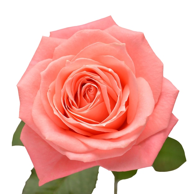 Rosa rosa fiore isolato su sfondo bianco Carta di nozze sposa Saluto Estate Primavera Vista piana laico superiore Amore San Valentino