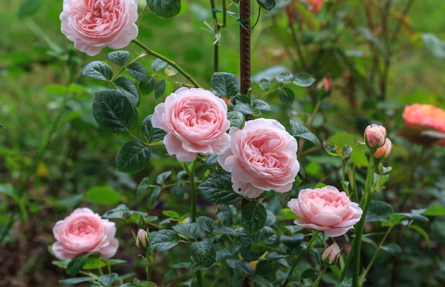 Rosa rosa in fiore in giardino in una giornata di sole