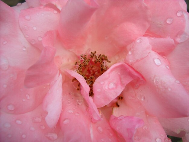 Rosa rosa in giardino Petali aperti con gocce d'acqua Si notano pestelli e stami gli organi riproduttivi della pianta Colore con una sfumatura calda Primo piano dall'alto