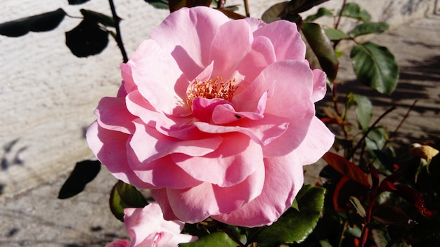 Rosa rosa in giardino Si notano pestelli e stami organi riproduttivi della rosa Colore con sfumatura calda Primo piano dall'alto