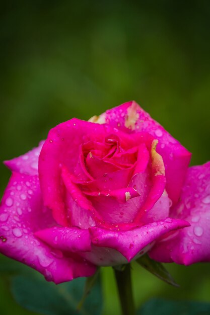 Rosa rosa in giardino