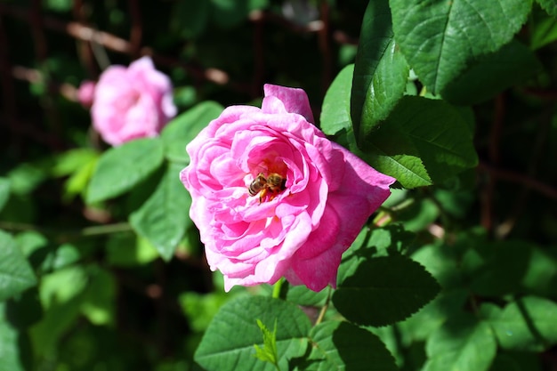 Rosa rosa in giardino