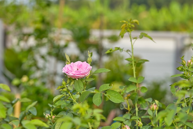 Rosa rosa in giardino