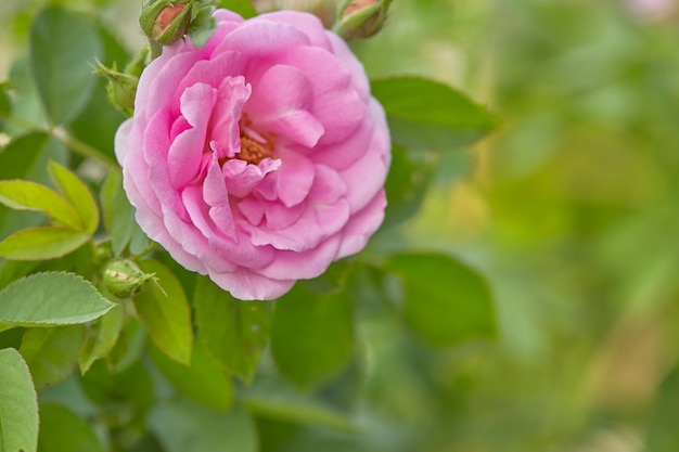 Rosa rosa in giardino